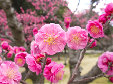 春を連想する花は、桜ではなく梅だった！