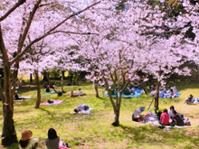 仏教と花の深い結びつき